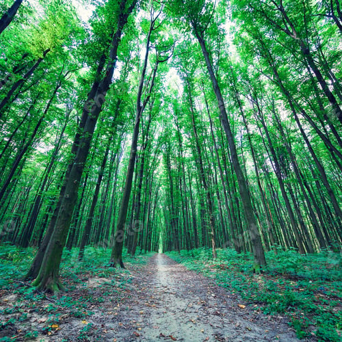 Preview: Beautiful Green Forest
