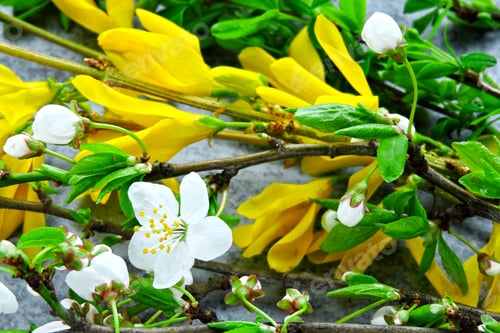 Preview: Branch Of A Spring Tree With Green Leaves And Flowers On A Gray Background. The Full-Blown Sakura.