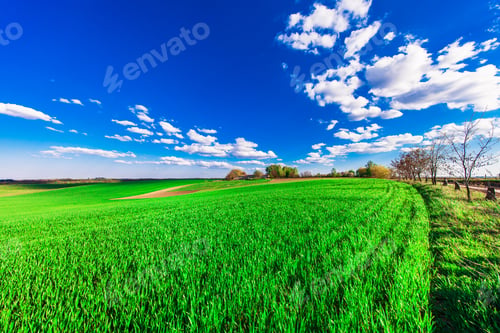Preview: Green Field And Beautiful Sunset