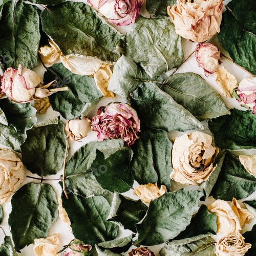 Preview: Wallpaper, Texture. Dry Pink Roses And Green Leaves On White Background. Flat Lay, Top View