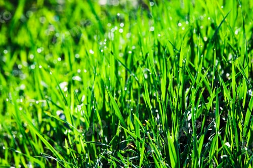 Preview: Water Drops On The Green Grass Background