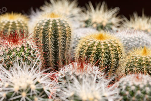 Cactus Close Up of a Variety of Colors