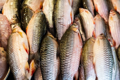 Preview: Fresh, Raw Fish In Grocery
