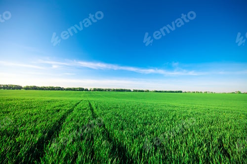 Preview: Green Field And Beautiful Sunset
