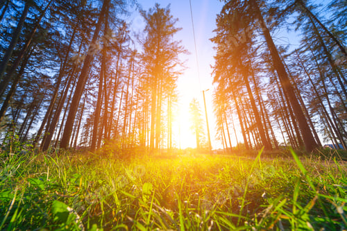 Preview: Beautiful Green Forest