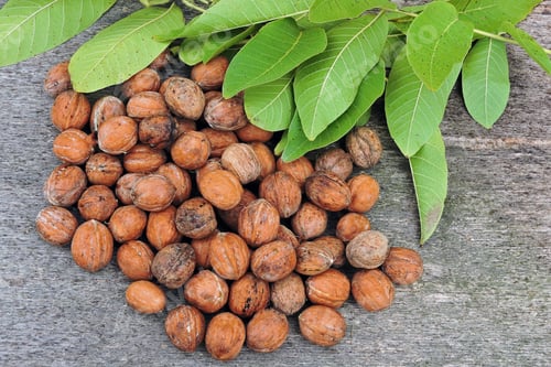 Preview: Fresh Inshell Walnuts. Walnut Harvest.