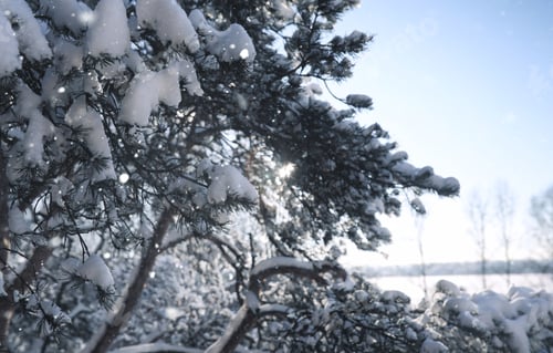 Preview: Magic Pine Forest In Winter Season In Snow