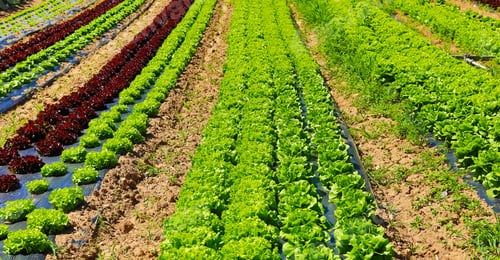Preview: Field Of Green And Red Lettuce