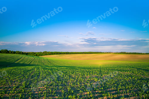 Preview: Green Field And Beautiful Sunset