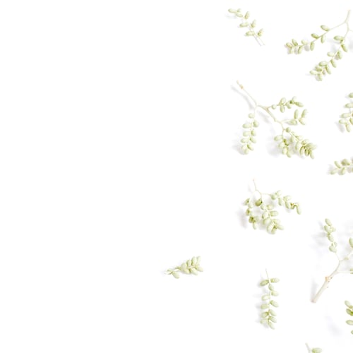 Visualização: Padrão de galhos verdes em fundo branco. Flat Lay, vista de cima. Fundo de flores.