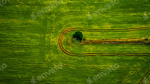Preview: Aerial View Of The Vegetable Field From Drone
