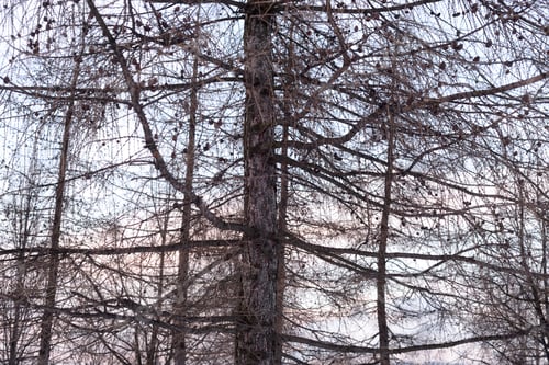 Preview: Silhouette Of Fir Trees At Sunset, Russia.