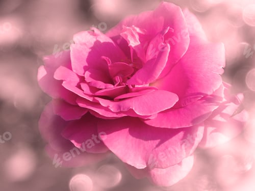 Preview: Rose Flower Background Love Wedding Card With Blurs Lights