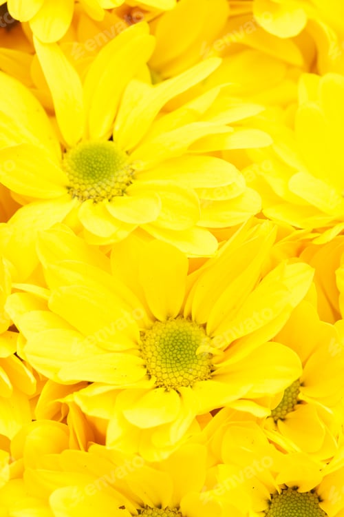 Preview: Chrysanthemums As Background