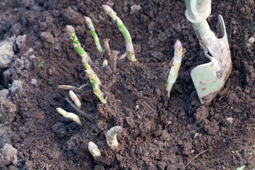 Preview: Growing Asparagus
