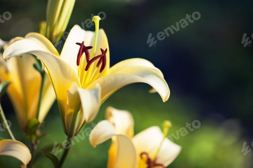 Preview: Yellow Lilies In The Keukenhof Park