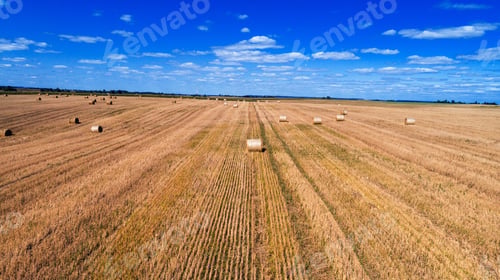 Preview: Wheat Field After Harvest With Straw Bales At Sunset