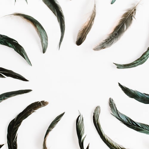 Preview: Frame Of Bird Feathers Pattern. Flat Lay, Top View