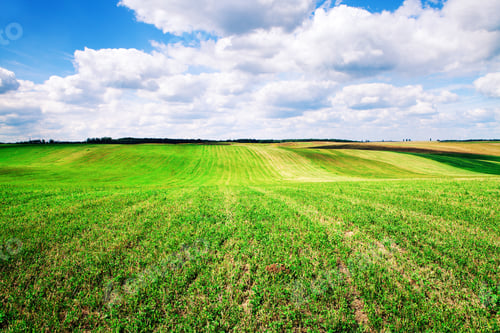 Preview: Green Grass Under Blue Sky