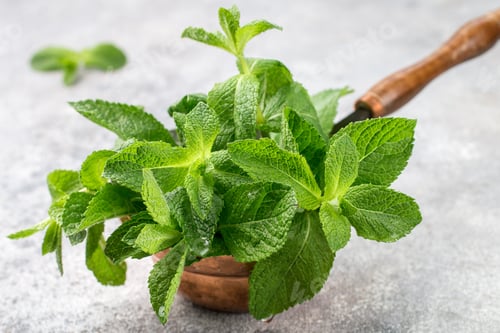 Preview: Fresh Green Organic Mint Close-Up. Selective Focus