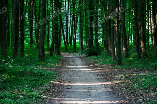 Preview: Beautiful Green Forest