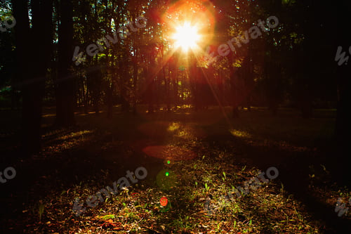 Preview: Beautiful Green Forest
