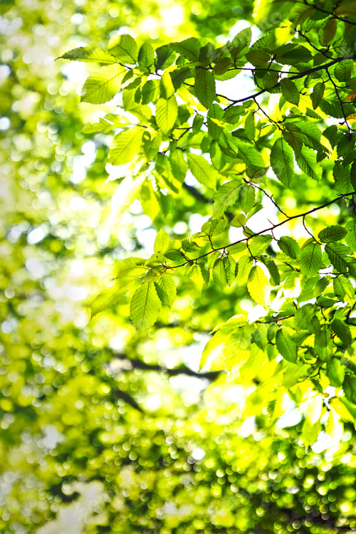Preview: Green Grass And Leaves. Spring Backgrounds