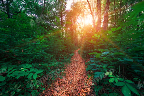 Preview: Beautiful Green Forest