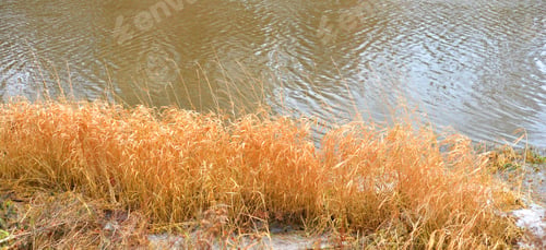 Preview: Dry Autumn Grass On Coast Of River.