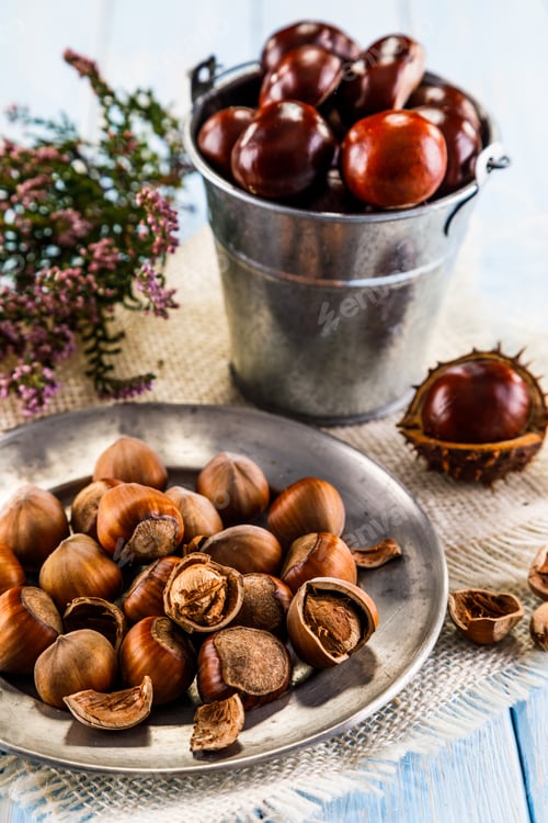 Preview: Hazelnuts And Chestnuts