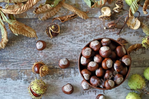 Preview: Chestnuts In A Bowl. Chestnut Leaves. Autumn Composition With Chestnuts.