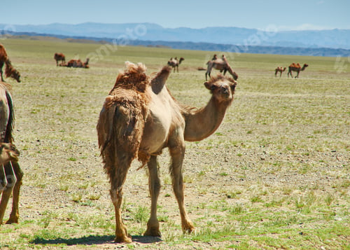 Preview: Bactrian Or Two-Humped Camel Gobi Desert, Mongolia