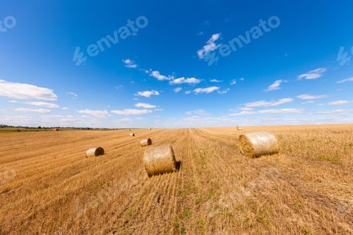 Preview: Wheat Field After Harvest With Straw Bales At Sunset