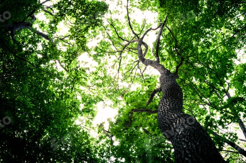 Preview: Forest Trees Nature Green Wood Sunlight Backgrounds
