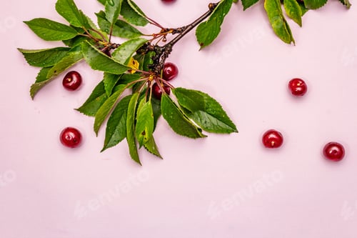 Preview: Ripe Cherry On The Branches. Fresh Berries, Healthy Dessert. Gentle Pink Background