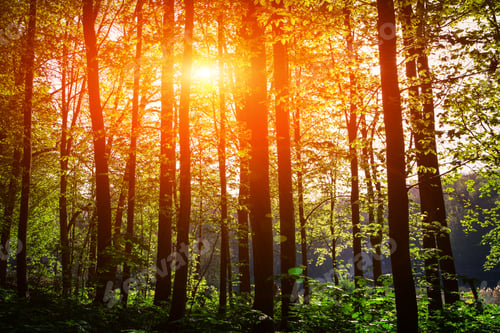 Preview: Beautiful Green Forest