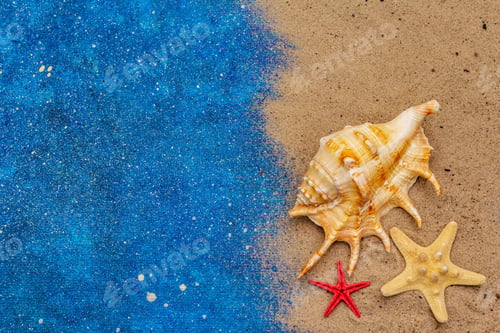 Preview: Seashells Summer Background. Lots Of Different Seashells Piled Together, Sea Star. Navy Blue