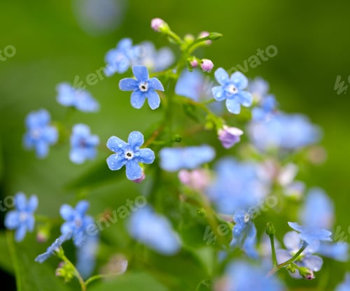 Preview: Forget-Me-Not Flowers After The Rain