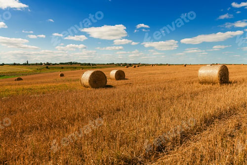 Preview: Wheat Field After Harvest With Straw Bales At Sunset