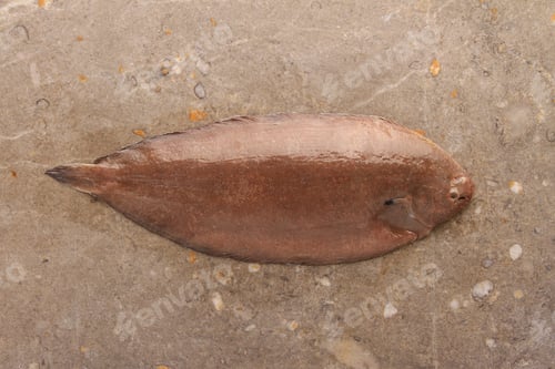 Preview: Dover Sole Fish On Marble Background