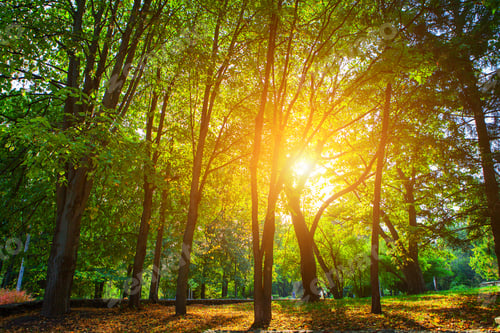 Preview: Beautiful Green Forest