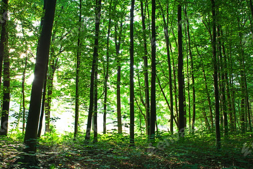 Preview: Beautiful Green Forest