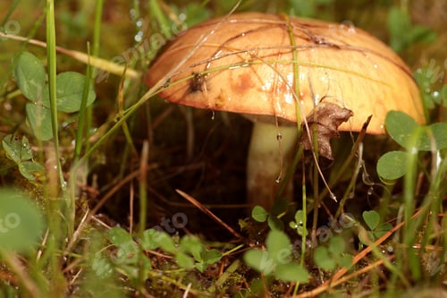 Preview: Boletus Edulis