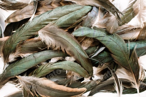 Preview: Bird Feathers Pattern. Flat Lay, Top View