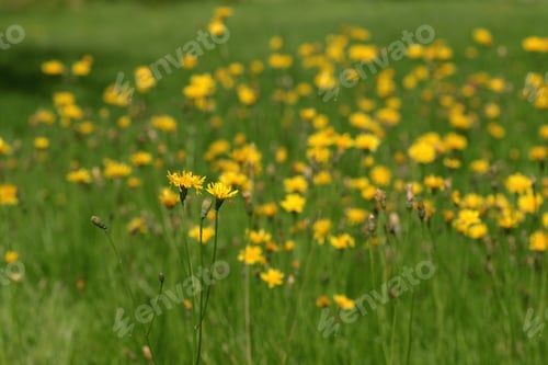 Preview: Orange Flowers In Nature