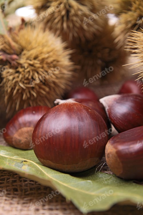 Preview: Close Up On Chestnut