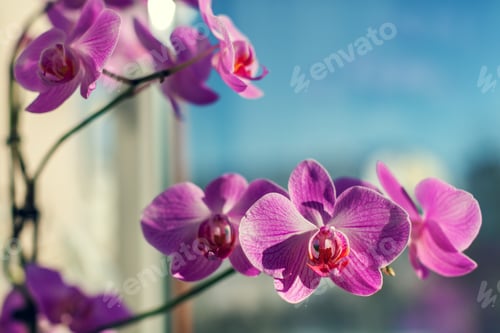 Preview: Violet Orchid Near A Window In A Sunny Day