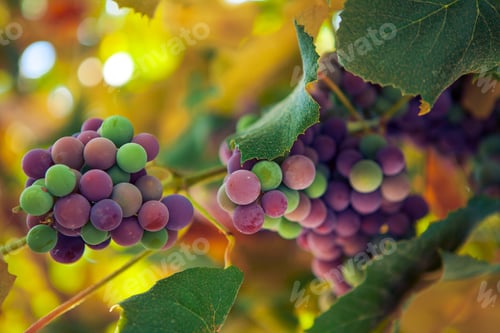 Preview: Fresh Grapes On The Vine Branches. The Concept Of Autumn.