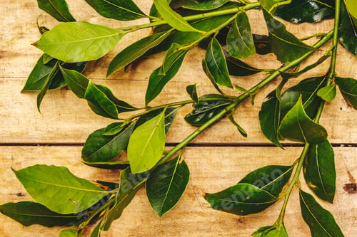 Preview: Fresh Young Bay Leaf. Traditional Ingredient For Cooking. Old Wooden Background