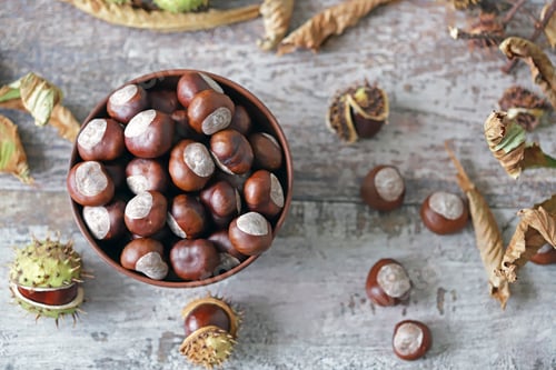 Preview: Chestnuts In A Bowl. Buckeyes. Autumn Composition With Chestnuts.